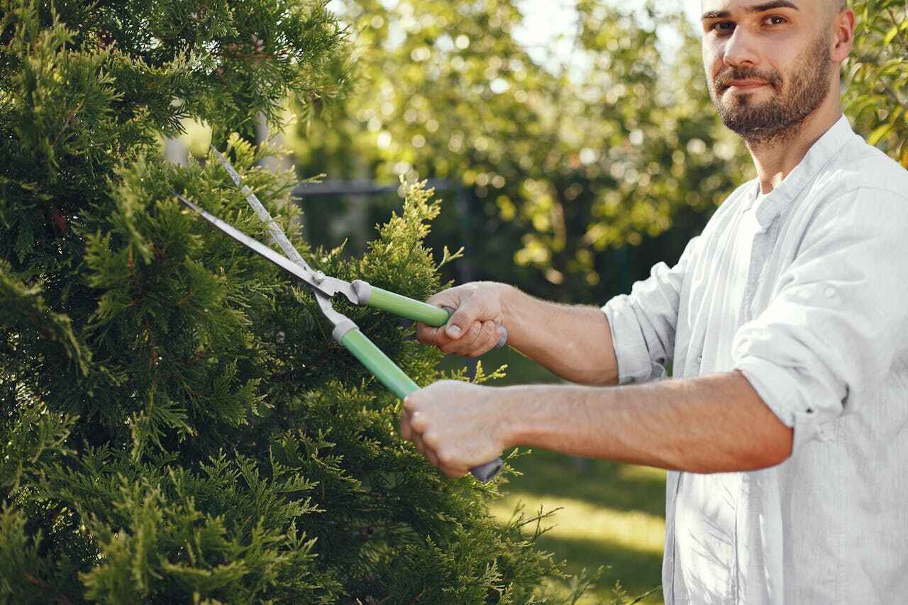 Best Tree Pruning Services  in Attica, MI